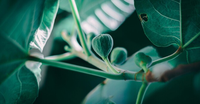 Naturopathic Medicine