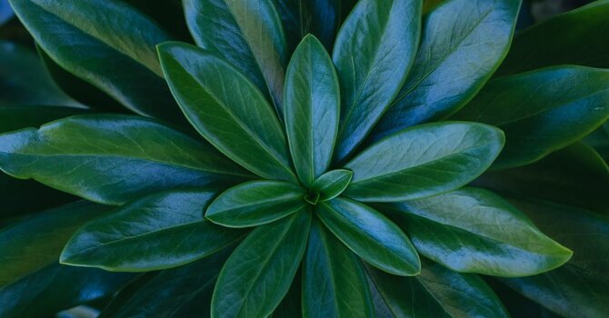 Somatic Trauma Coaching