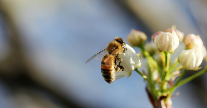 The Audacity of Hope image