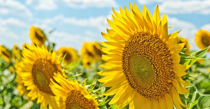 Choleric Summer image