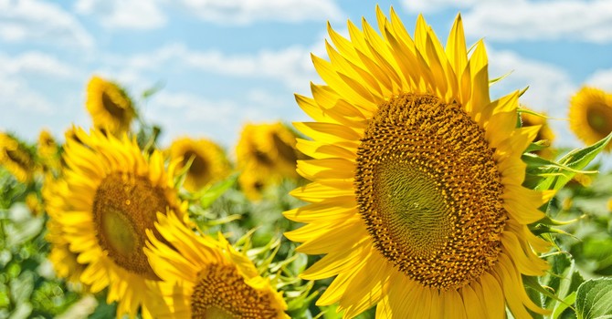 Let's Talk about the Choleric Temperament